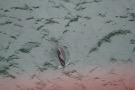 Missing Picture